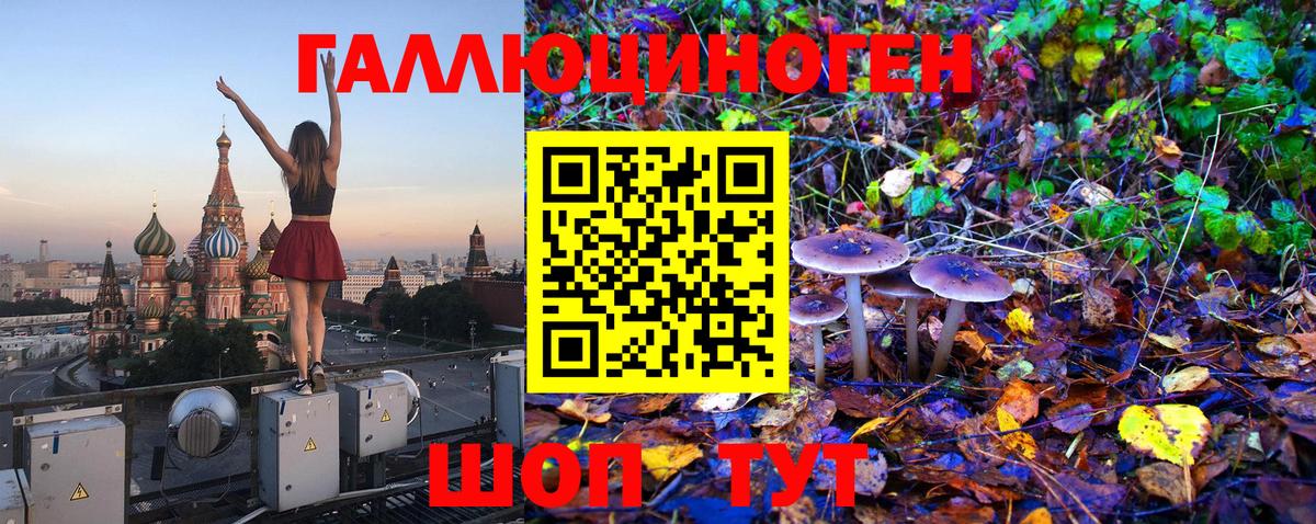 Галлюциногенные грибы Psilocybe Ейск